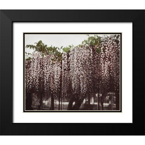 Wistaria Chinensis Black Modern Wood Framed Art Print with Double Matting by Kazumasa, Ogawa