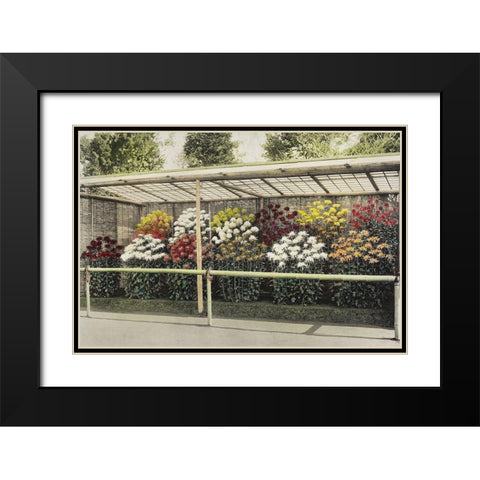 Chrysanthemum Garden Black Modern Wood Framed Art Print with Double Matting by Kazumasa, Ogawa