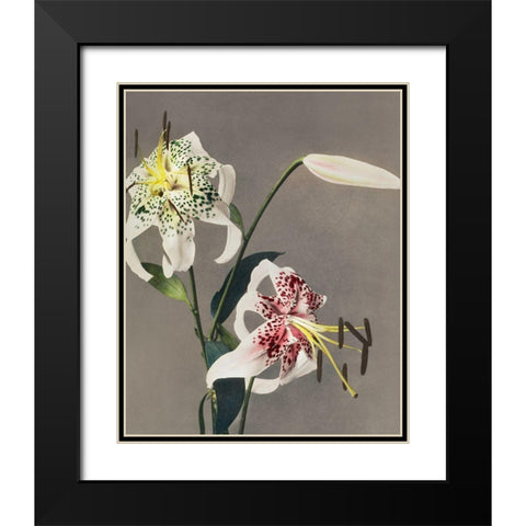 Lily XIII  Black Modern Wood Framed Art Print with Double Matting by Kazumasa, Ogawa