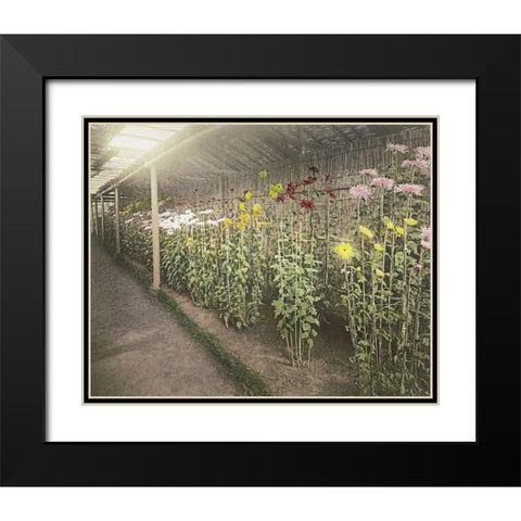 Chrysanthemum Garden II Black Modern Wood Framed Art Print with Double Matting by Kazumasa, Ogawa