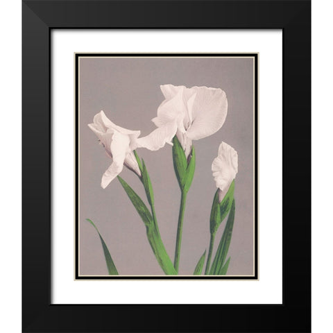 White Irises Black Modern Wood Framed Art Print with Double Matting by Kazumasa, Ogawa