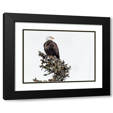 A Young Bald Eagle-Yellowstone National Park-Wyoming Black Modern Wood Framed Art Print with Double Matting by Highsmith, Carol