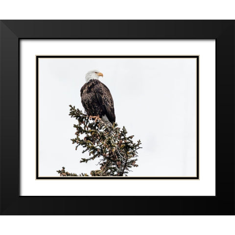 A Young Bald Eagle-Yellowstone National Park-Wyoming Black Modern Wood Framed Art Print with Double Matting by Highsmith, Carol