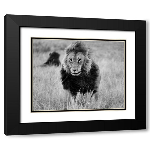 Lions in the Grass Black Modern Wood Framed Art Print with Double Matting by Highsmith, Carol