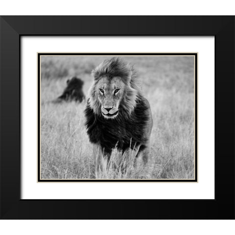 Lions in the Grass Black Modern Wood Framed Art Print with Double Matting by Highsmith, Carol