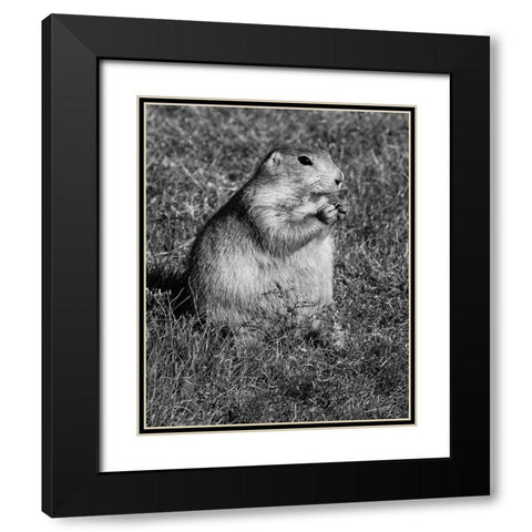 Prairie dog at Devils Tower National Monument-Wyoming Black Modern Wood Framed Art Print with Double Matting by Highsmith, Carol