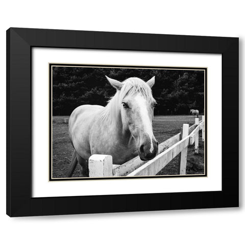 Horse in Orick-California Black Modern Wood Framed Art Print with Double Matting by Highsmith, Carol