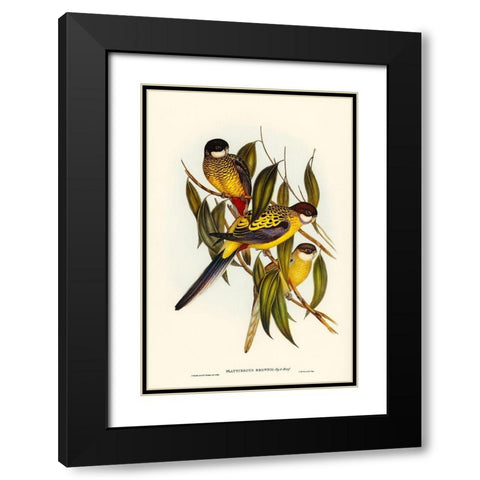 Browns Parakeet-Platycercus Brownii Black Modern Wood Framed Art Print with Double Matting by Gould, John