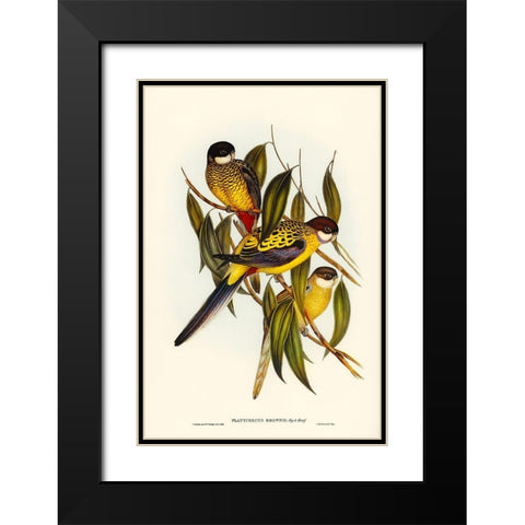 Browns Parakeet-Platycercus Brownii Black Modern Wood Framed Art Print with Double Matting by Gould, John
