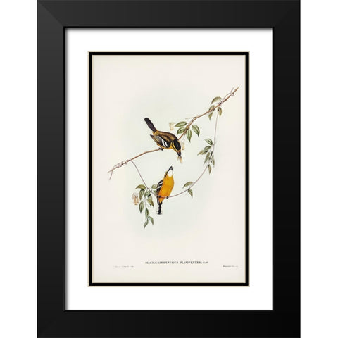 Yellow-breasted Flycatcher-Machaerirhynchus flaviventer Black Modern Wood Framed Art Print with Double Matting by Gould, John