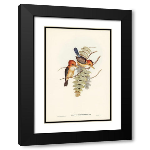 Yellow-billed Kingfisher-Halcyon flavirostris Black Modern Wood Framed Art Print with Double Matting by Gould, John