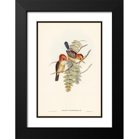 Yellow-billed Kingfisher-Halcyon flavirostris Black Modern Wood Framed Art Print with Double Matting by Gould, John