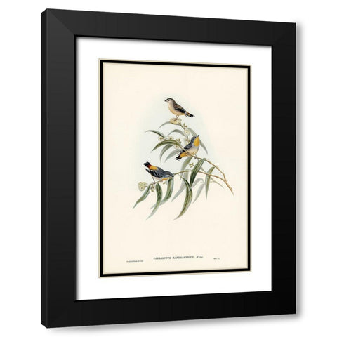Yellow-rumped Pardalote-Pardalotus xanthopygius Black Modern Wood Framed Art Print with Double Matting by Gould, John