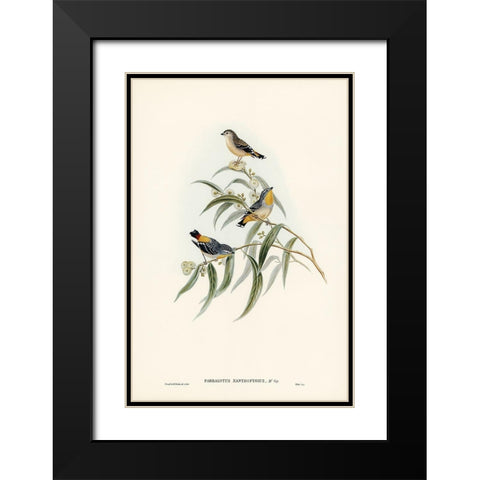 Yellow-rumped Pardalote-Pardalotus xanthopygius Black Modern Wood Framed Art Print with Double Matting by Gould, John
