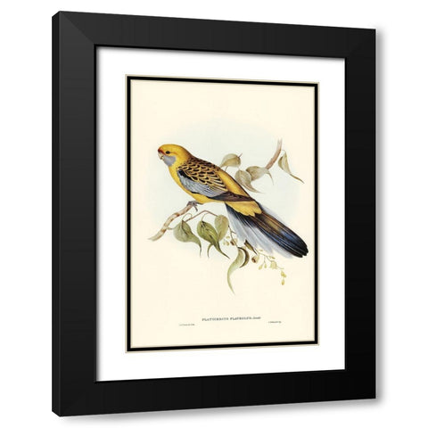 Yellow-rumped Parakeet-Platycercus flaveolus Black Modern Wood Framed Art Print with Double Matting by Gould, John