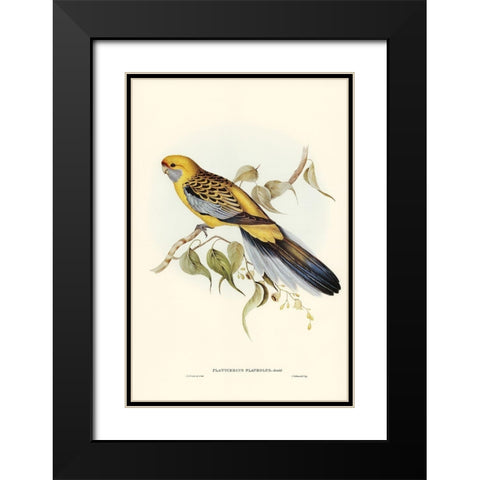 Yellow-rumped Parakeet-Platycercus flaveolus Black Modern Wood Framed Art Print with Double Matting by Gould, John