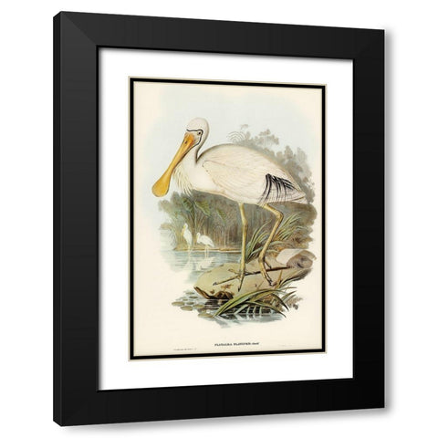 Yellow-legged Spoonbill-Platalea flavipes Black Modern Wood Framed Art Print with Double Matting by Gould, John