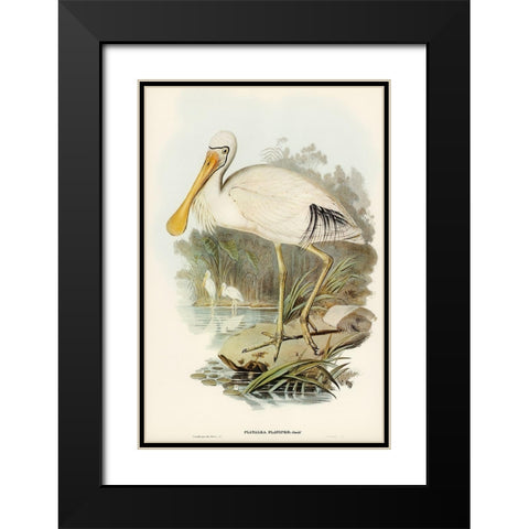Yellow-legged Spoonbill-Platalea flavipes Black Modern Wood Framed Art Print with Double Matting by Gould, John