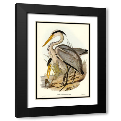 Great Grey Heron-Ardea leucophaea Black Modern Wood Framed Art Print with Double Matting by Gould, John