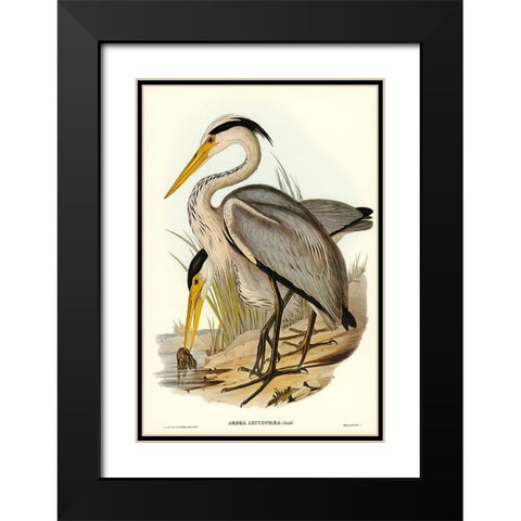 Great Grey Heron-Ardea leucophaea Black Modern Wood Framed Art Print with Double Matting by Gould, John