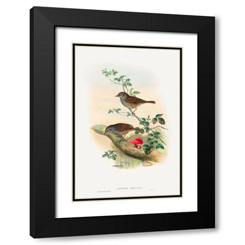 Accentor modularis-Dunnock Black Modern Wood Framed Art Print with Double Matting by Gould, John