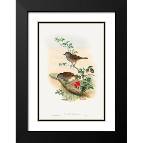 Accentor modularis-Dunnock Black Modern Wood Framed Art Print with Double Matting by Gould, John