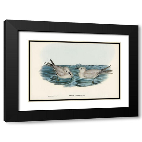 Grey Noddy-Anous cinereus Black Modern Wood Framed Art Print with Double Matting by Gould, John