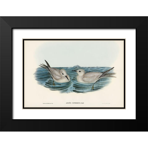 Grey Noddy-Anous cinereus Black Modern Wood Framed Art Print with Double Matting by Gould, John