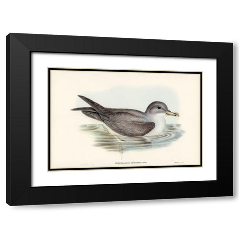 Great Grey Petrel-Procellaria hasitata Black Modern Wood Framed Art Print with Double Matting by Gould, John