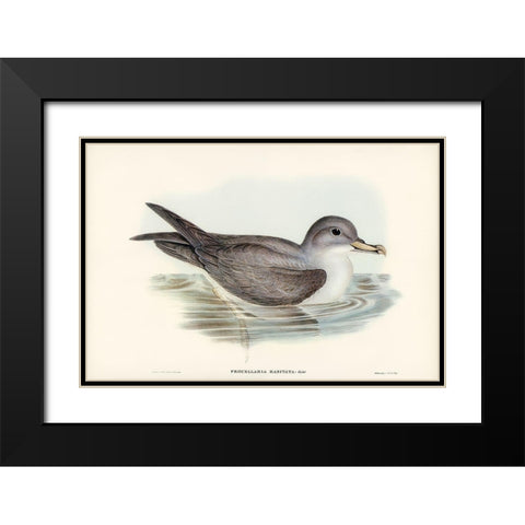 Great Grey Petrel-Procellaria hasitata Black Modern Wood Framed Art Print with Double Matting by Gould, John