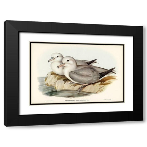 Silvery Grey Petrel-Procellaria Glacialoides Black Modern Wood Framed Art Print with Double Matting by Gould, John