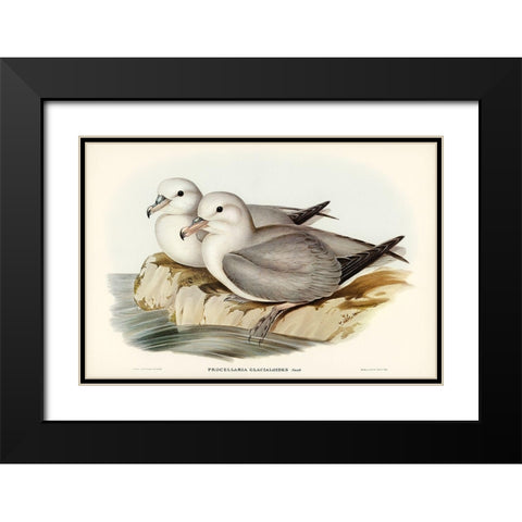 Silvery Grey Petrel-Procellaria Glacialoides Black Modern Wood Framed Art Print with Double Matting by Gould, John
