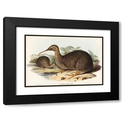 Little spotted kiwi or Little gray kiwi-Apteryx Owenii Black Modern Wood Framed Art Print with Double Matting by Gould, John