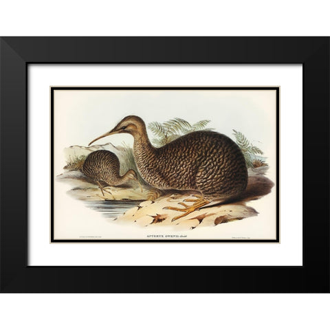 Little spotted kiwi or Little gray kiwi-Apteryx Owenii Black Modern Wood Framed Art Print with Double Matting by Gould, John