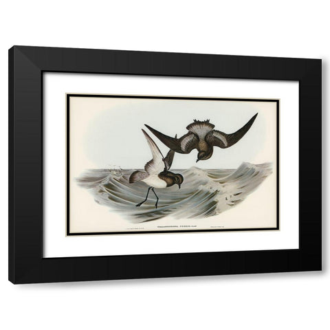 Grey-backed Storm Petrel-Thalassidroma Nereis Black Modern Wood Framed Art Print with Double Matting by Gould, John