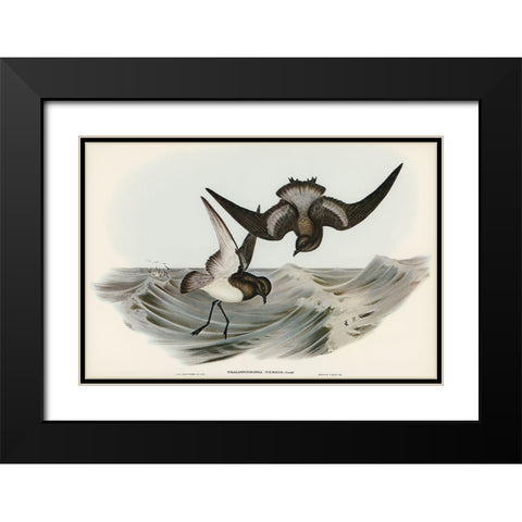 Grey-backed Storm Petrel-Thalassidroma Nereis Black Modern Wood Framed Art Print with Double Matting by Gould, John