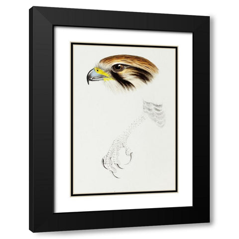 Brown hawk-Leracidia berigora Black Modern Wood Framed Art Print with Double Matting by Gould, John