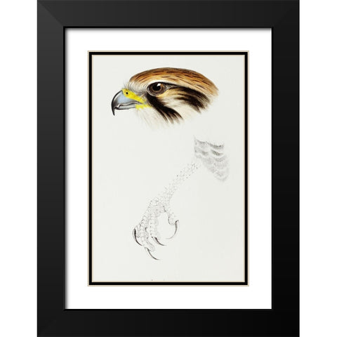 Brown hawk-Leracidia berigora Black Modern Wood Framed Art Print with Double Matting by Gould, John