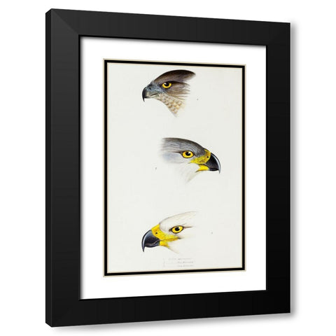 Australlan Goshawk and Grey Goshawk Black Modern Wood Framed Art Print with Double Matting by Gould, John