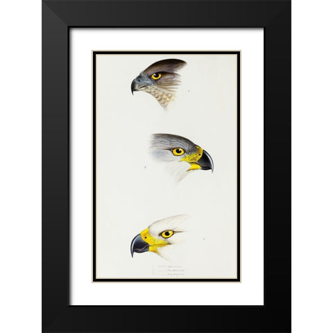 Australlan Goshawk and Grey Goshawk Black Modern Wood Framed Art Print with Double Matting by Gould, John