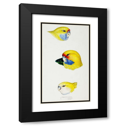 Yellow Rosella-Yellow-bellied Parrakeet and Pale-headed Rosella Black Modern Wood Framed Art Print with Double Matting by Gould, John