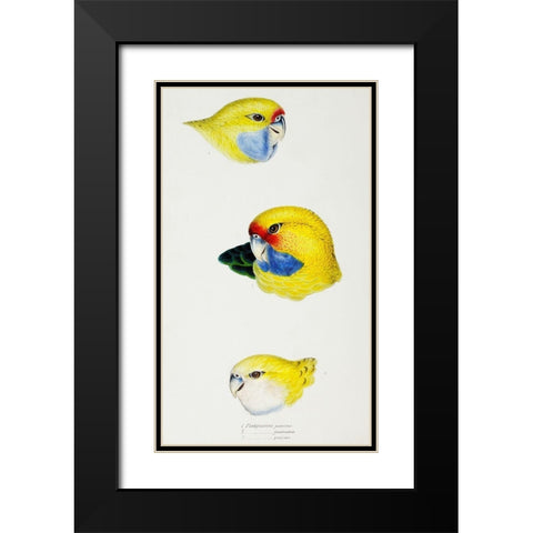 Yellow Rosella-Yellow-bellied Parrakeet and Pale-headed Rosella Black Modern Wood Framed Art Print with Double Matting by Gould, John