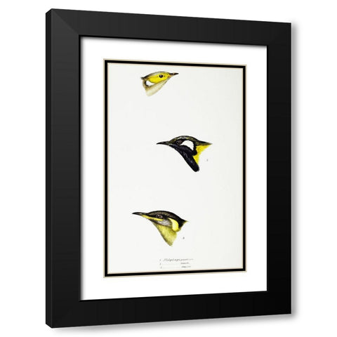 White-plumed Honeyeater-White-eared Honeyeater and Yellow-eared Honeyeater Black Modern Wood Framed Art Print with Double Matting by Gould, John