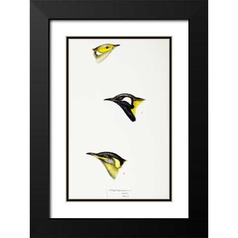 White-plumed Honeyeater-White-eared Honeyeater and Yellow-eared Honeyeater Black Modern Wood Framed Art Print with Double Matting by Gould, John