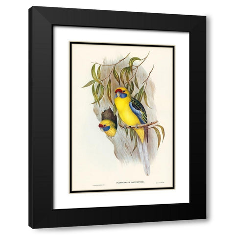 Yellow-bellied Parakeet-Platycercus flaviventris Black Modern Wood Framed Art Print with Double Matting by Gould, John