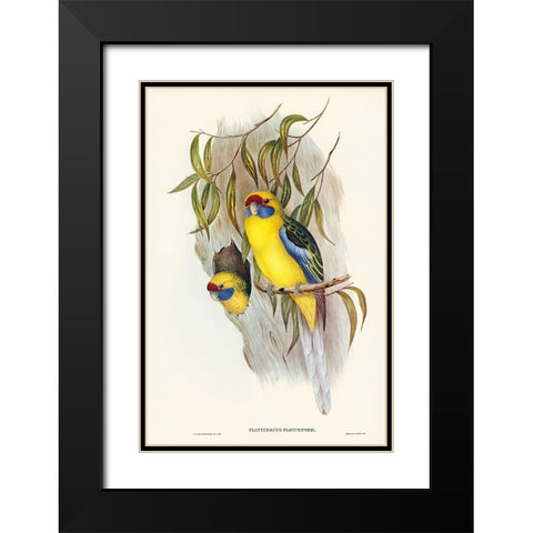 Yellow-bellied Parakeet-Platycercus flaviventris Black Modern Wood Framed Art Print with Double Matting by Gould, John