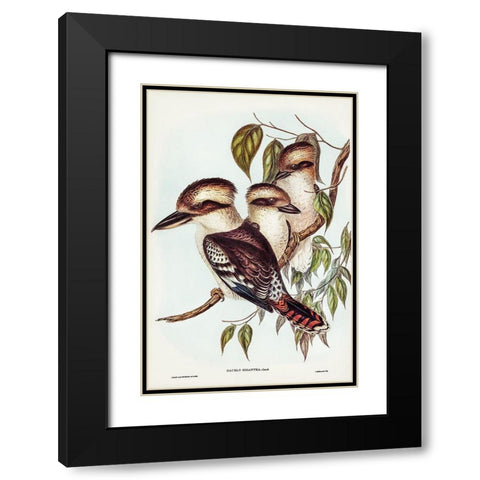 Great Brown Kingfisher-Dacelo gigantic Black Modern Wood Framed Art Print with Double Matting by Gould, John