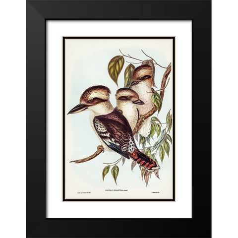 Great Brown Kingfisher-Dacelo gigantic Black Modern Wood Framed Art Print with Double Matting by Gould, John