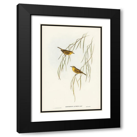 Yellow Zosterops-Zosterops lutcus Black Modern Wood Framed Art Print with Double Matting by Gould, John