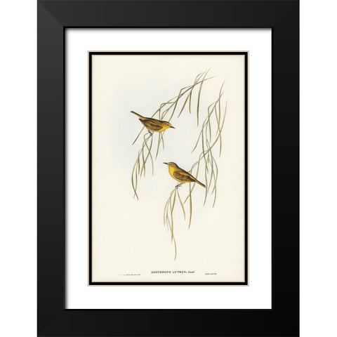 Yellow Zosterops-Zosterops lutcus Black Modern Wood Framed Art Print with Double Matting by Gould, John